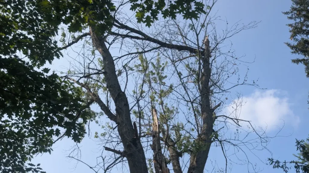 Hazardous Tree Limb Removal