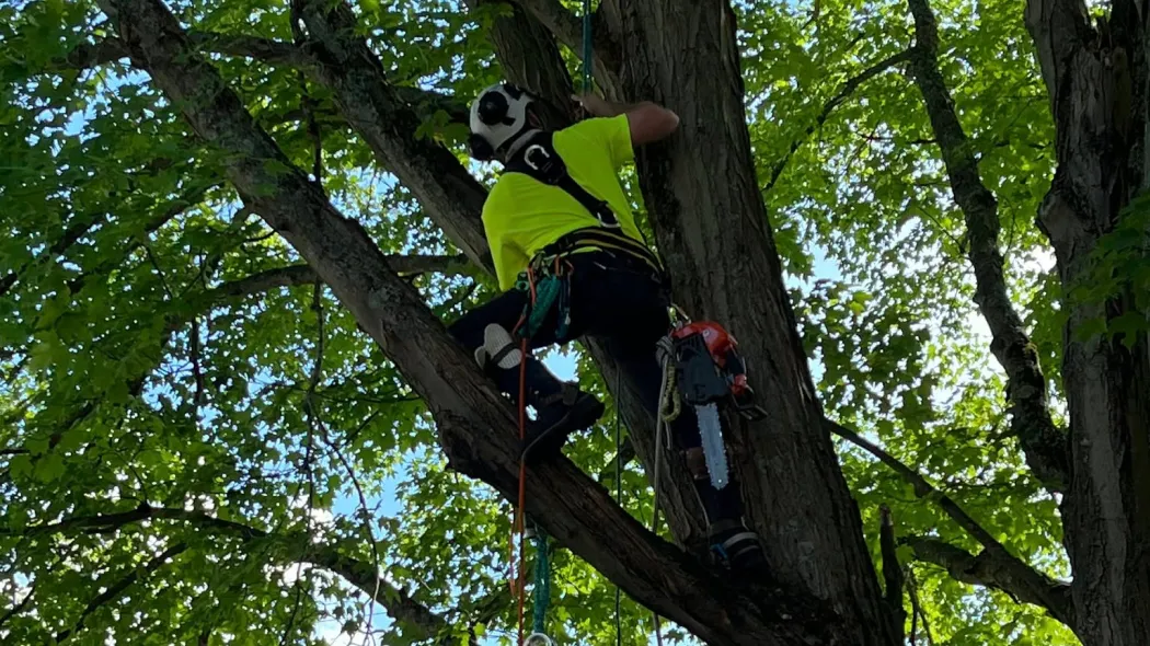 Tree Trimming